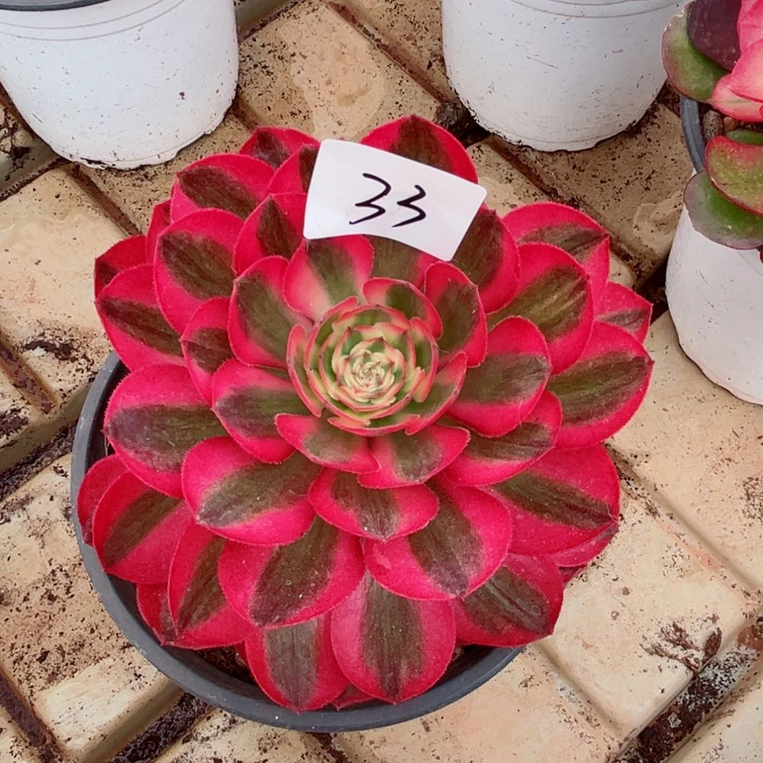 一物一拍多肉法师33