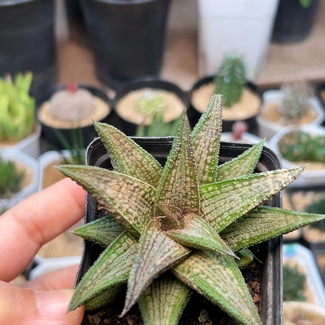 优选锦带桥硬叶十二卷8.5cm