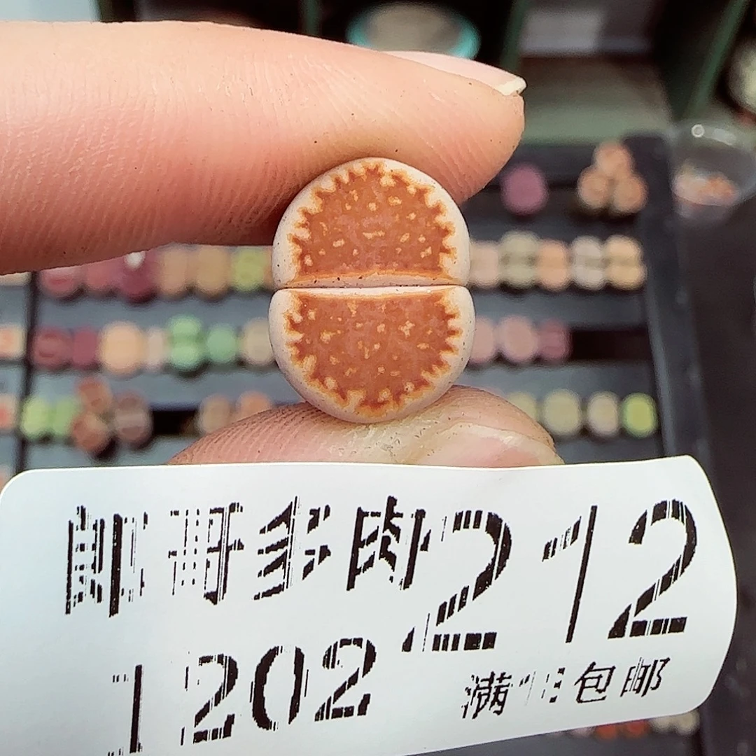 *****满满18包邮1202-212