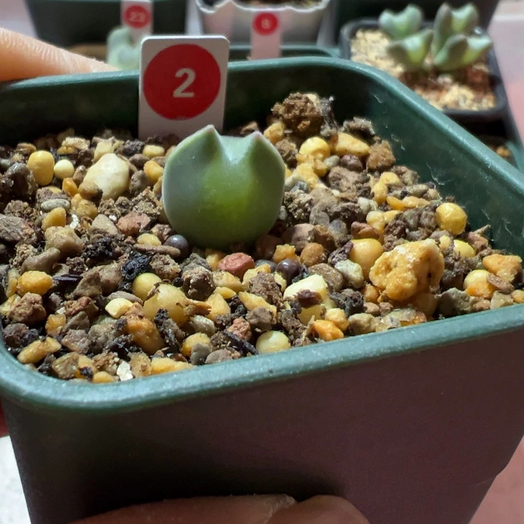 大眼睛肉锥，带盆土发货