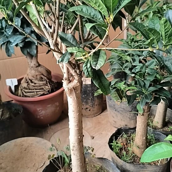 秋***翁完全开放八月桂满堂红
