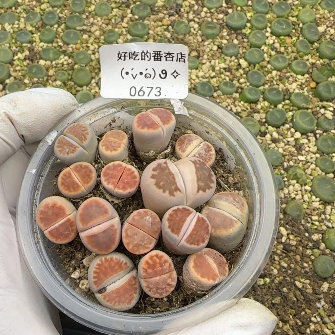 0673。默认脱土。18包邮。偏远88包邮