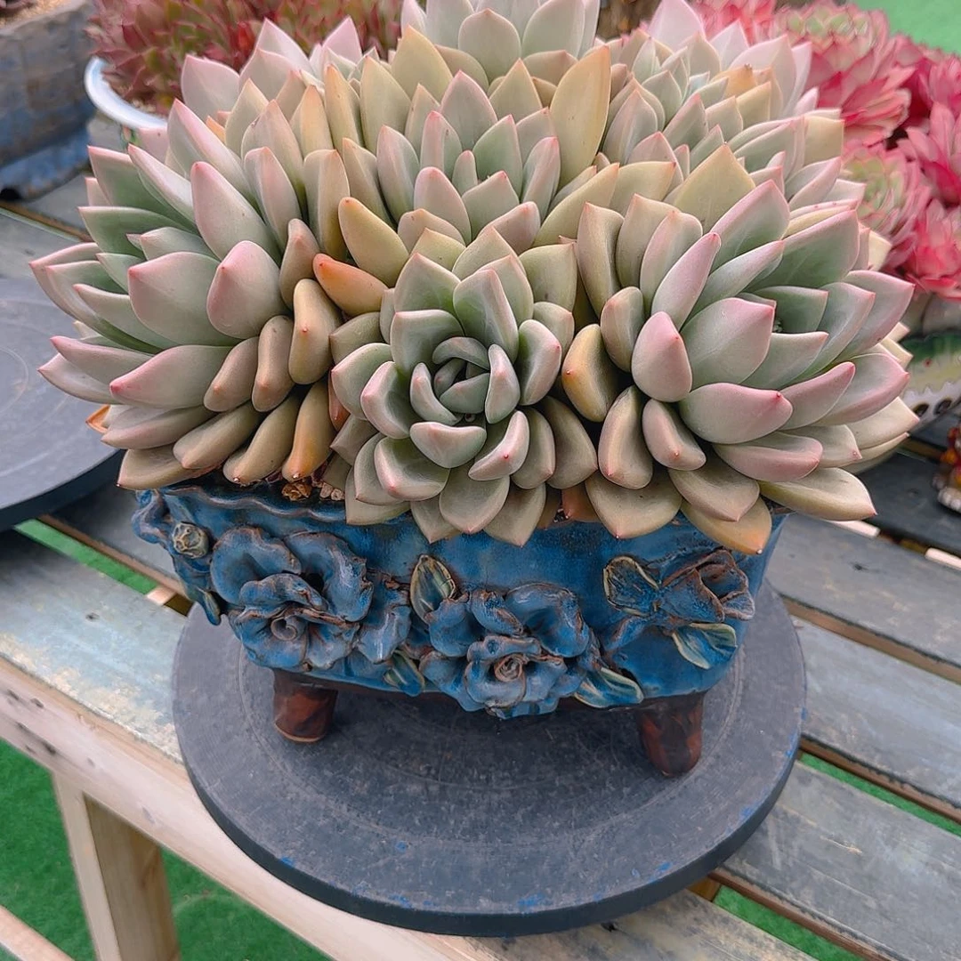 庄*·粉黛精品老桩多肉