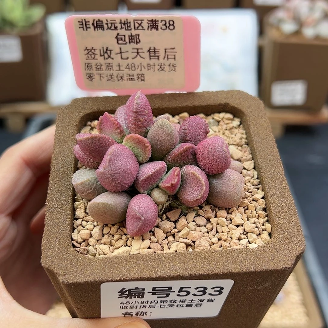 533赛猪肝多肉植物