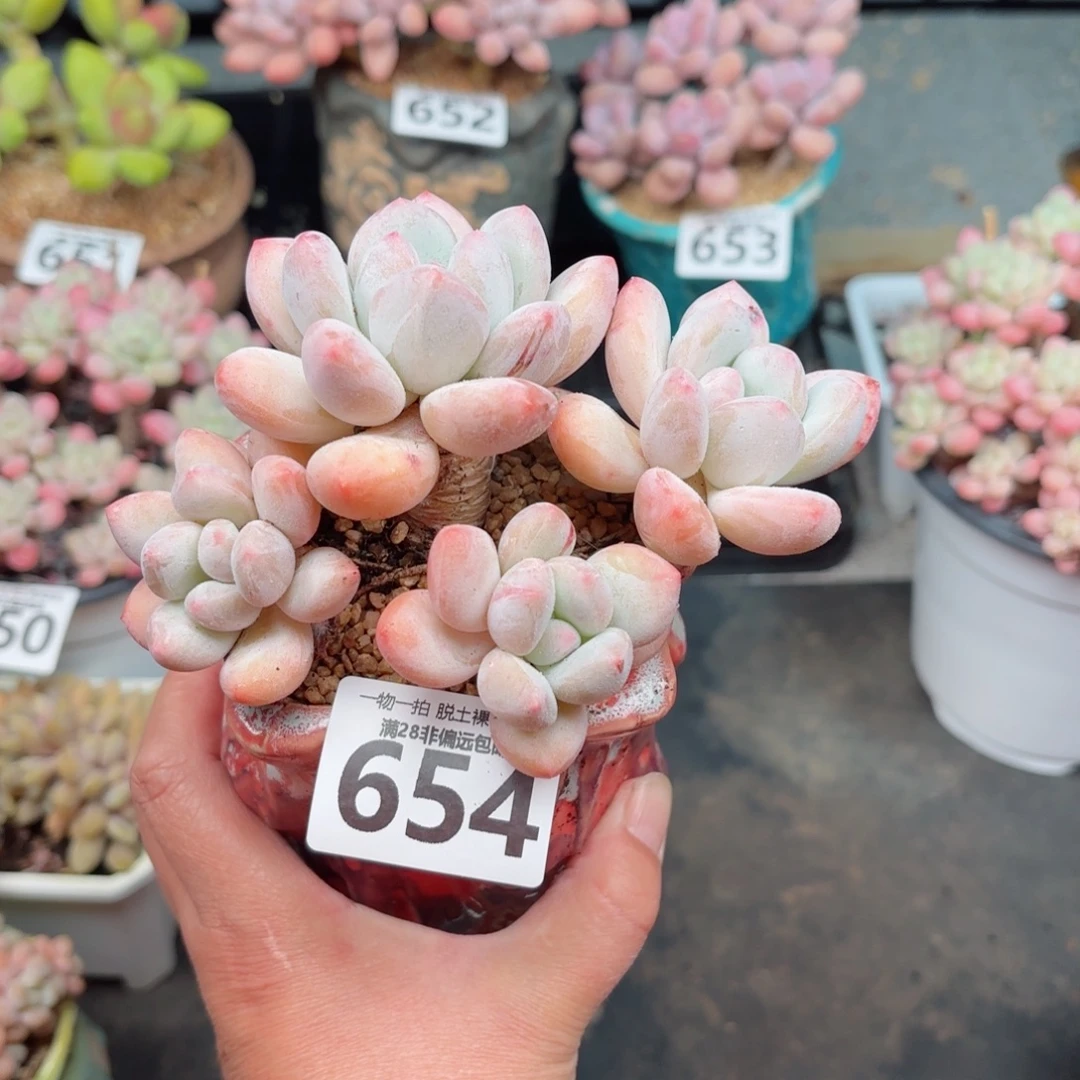 香水老桩无盆土发货