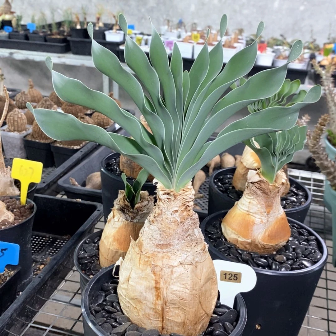 巨凤之卵多肉植物