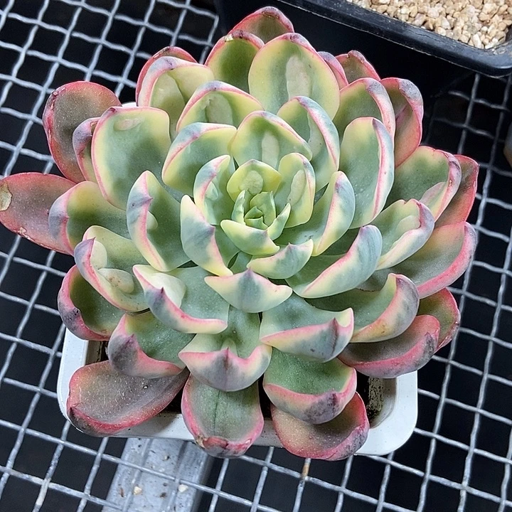 雨滴覆轮锦多肉植物