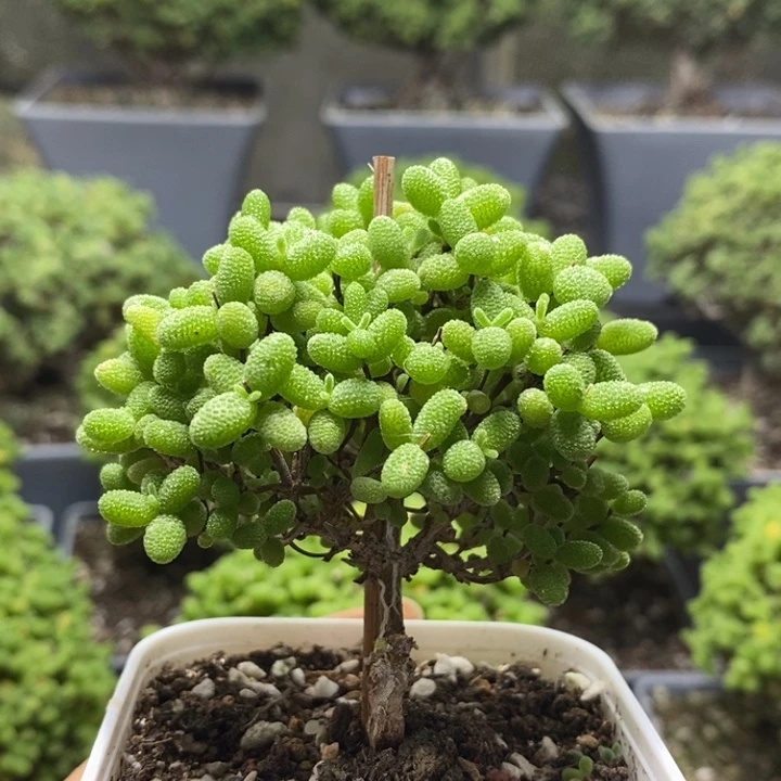蜜橘糖球7903枝干番杏