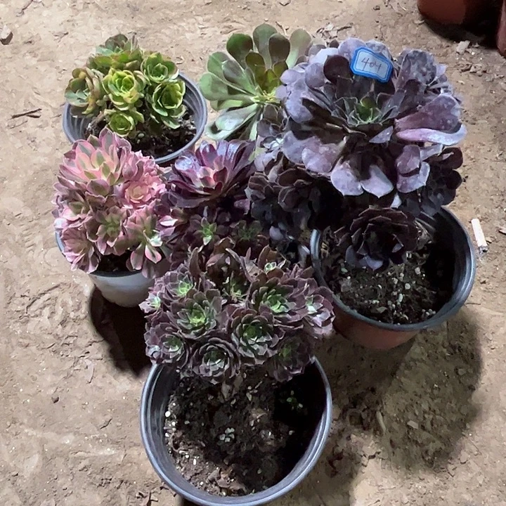 404多肉植物组合瑕疵特价，