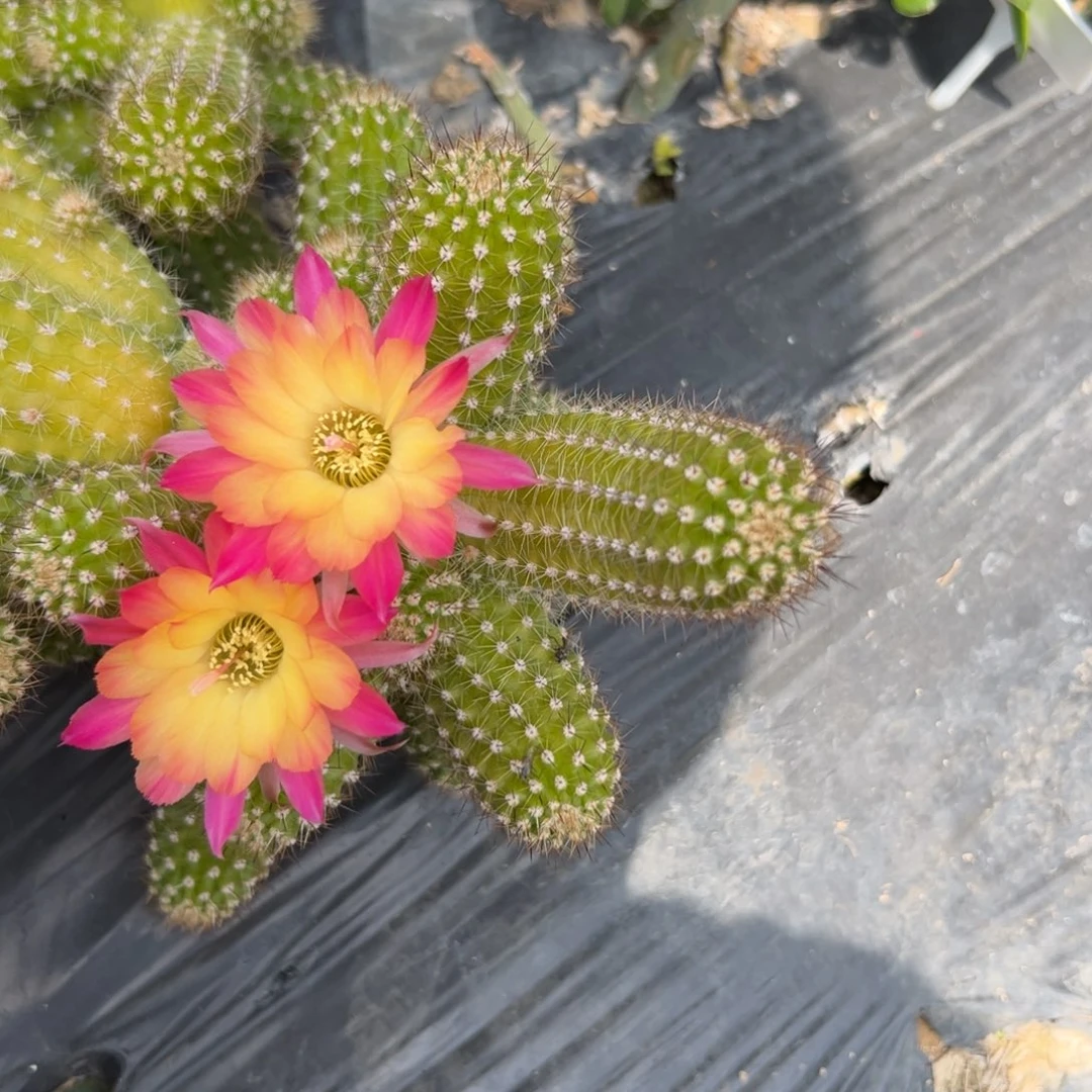 白檀仙人球365侧芽一个