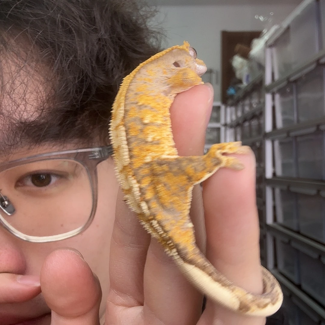 没***弯睫角守宫橙纹差价