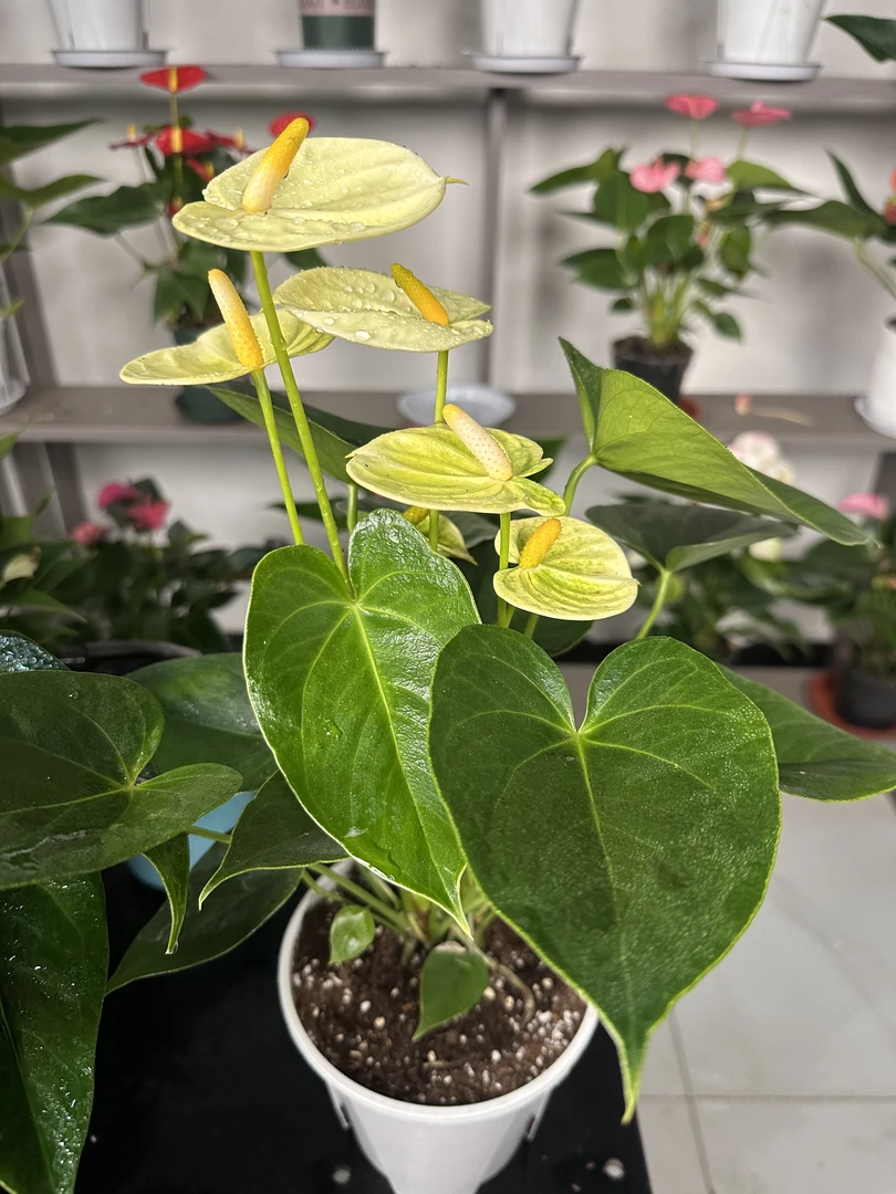 【彩掌进口婉尼拉120盆】鸿运当头4-6朵花带盆绿植花卉好养客厅室内