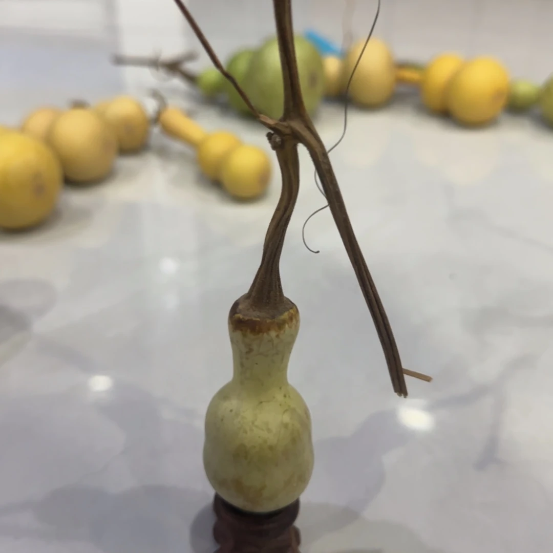 青皮不包成青皮不包成