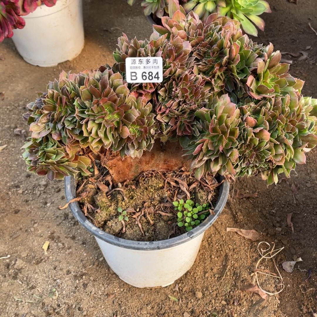 684柠檬多肉法师断枝不包