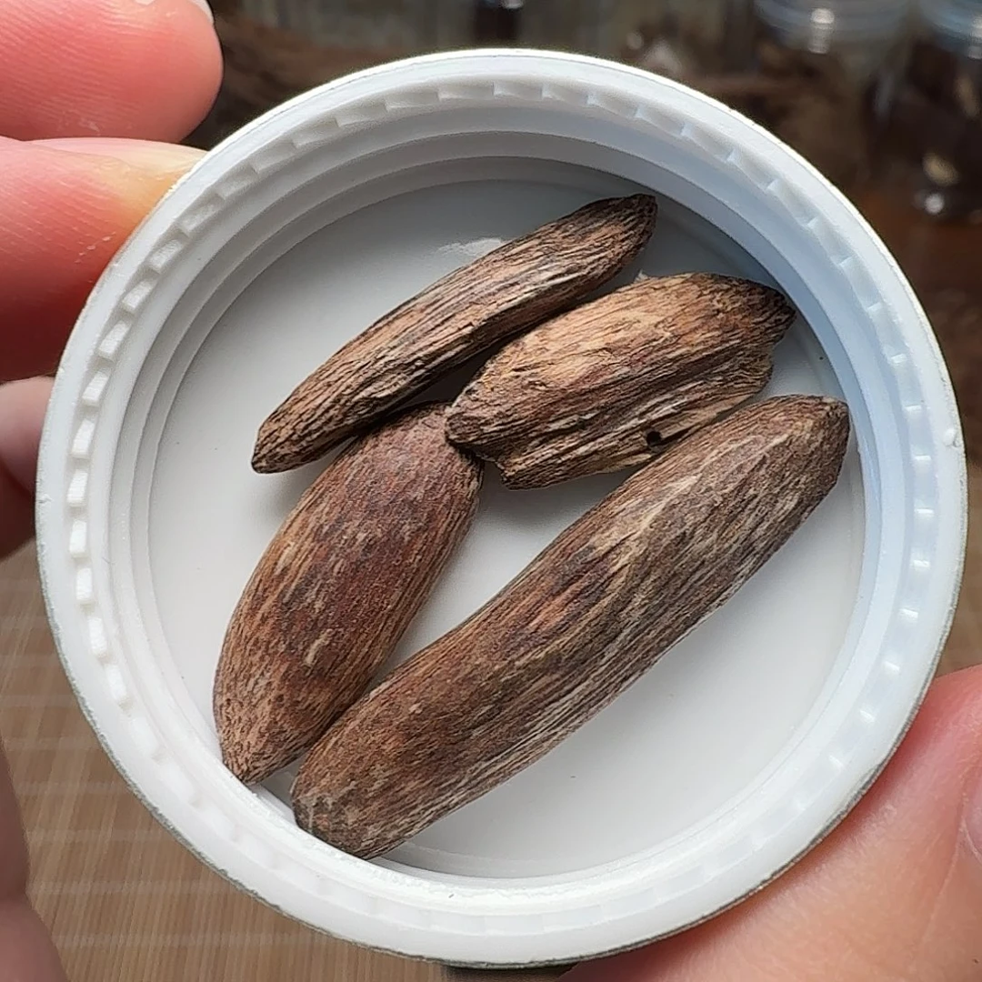 沉香香港大屿山棋韵瓜子