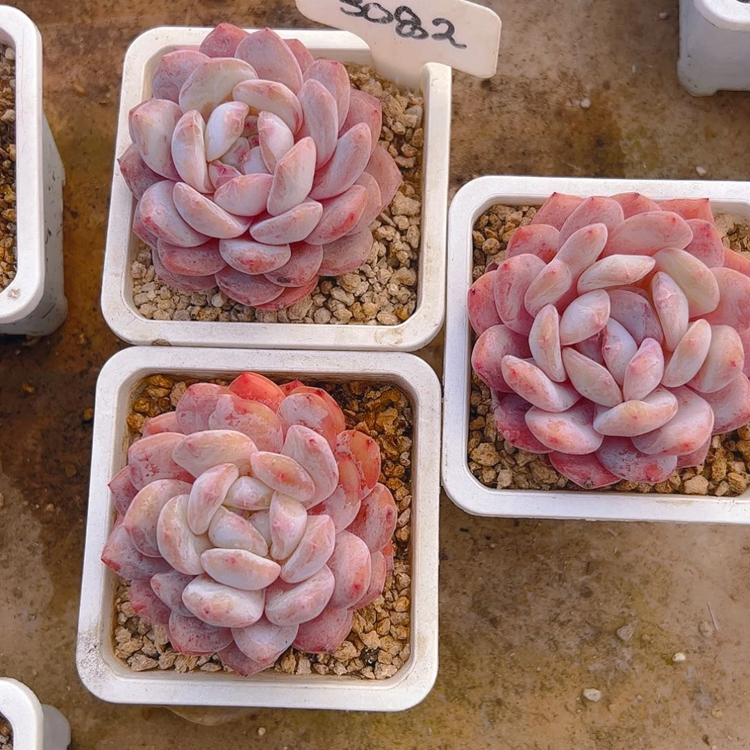 小****飞橙梦露7公分左右三颗3082号一物一拍