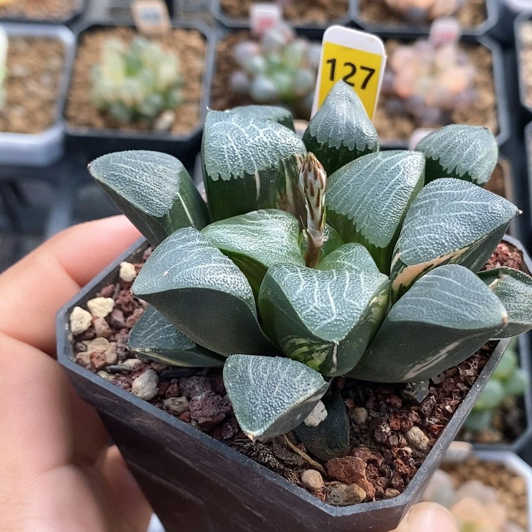 红陶127号克锦一物一拍