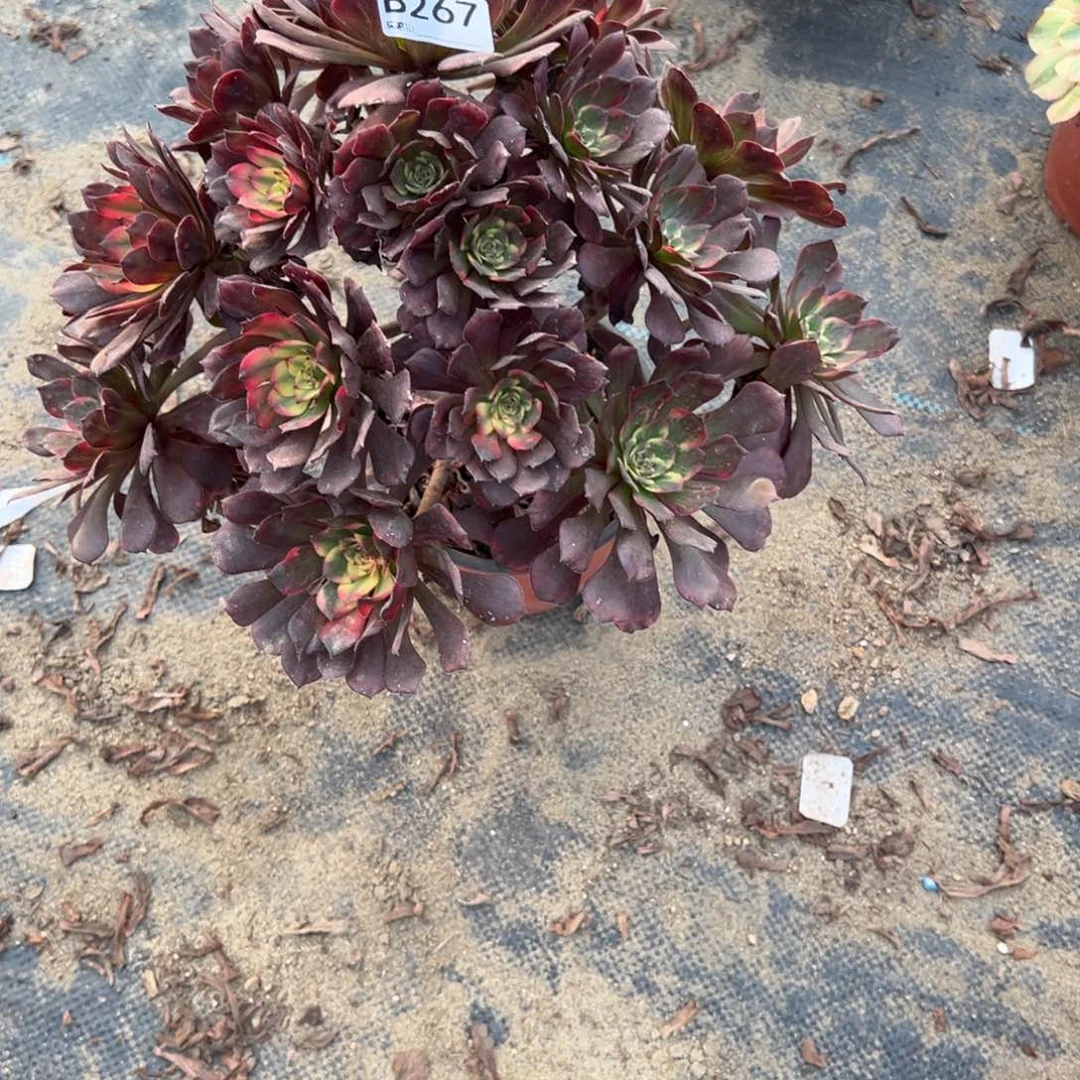 267烟花多肉植物法师