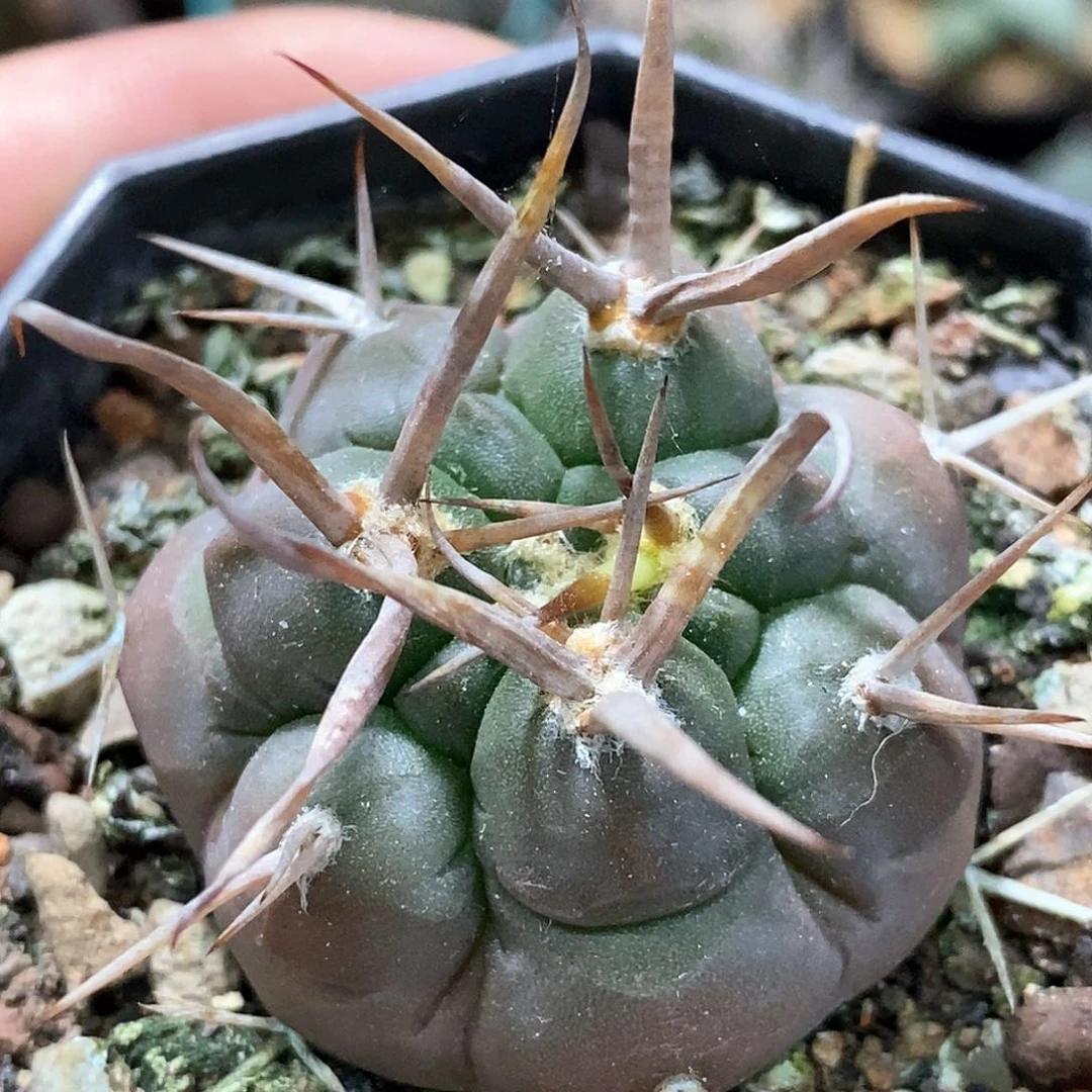 孤品实生特选株火焰刺螺旋刺守金摩天龙