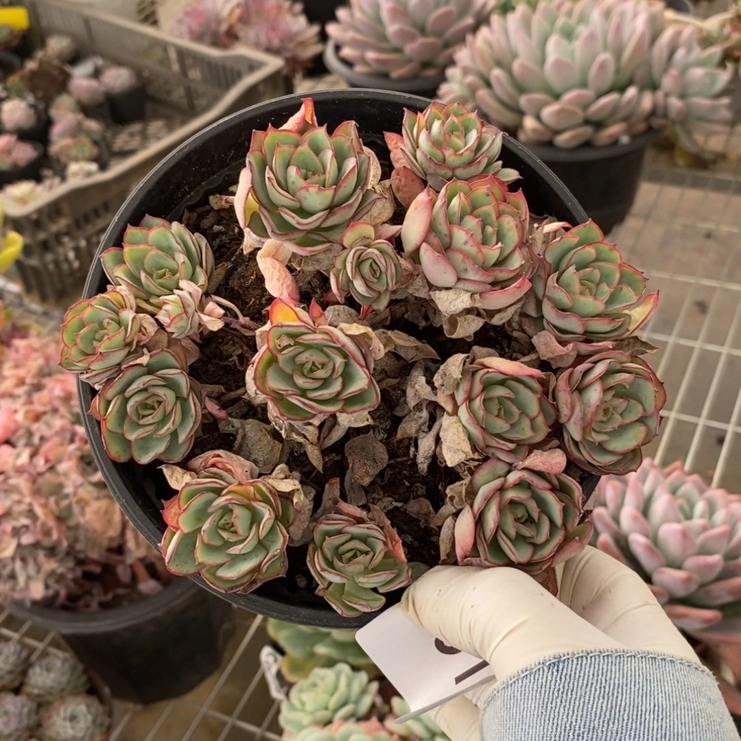 0515牡丹亭一物一拍