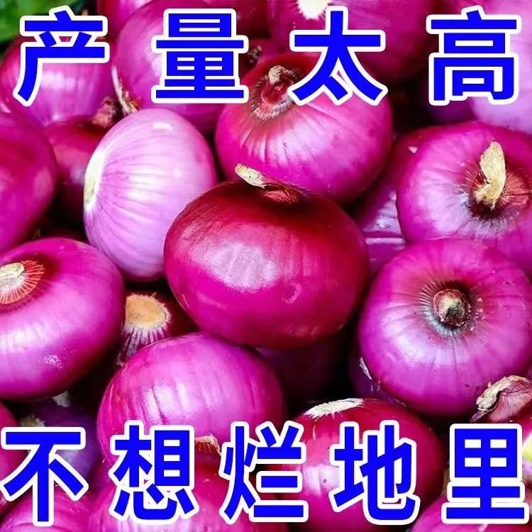 贵州紫皮洋葱炒菜凉拌时令蔬菜