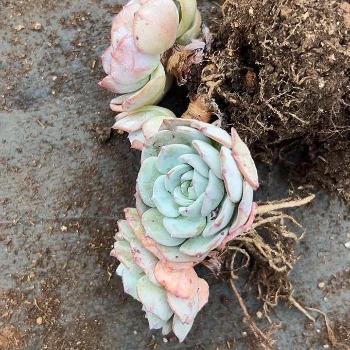 无花朵勃朗峰两盆。
