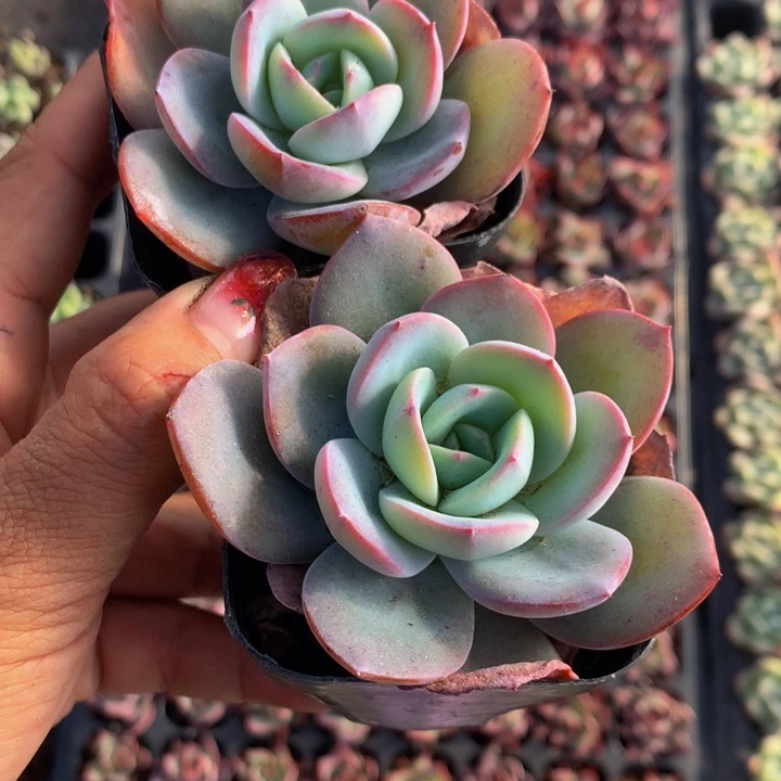 布鲁兰  大  （满9.99包邮不满9.99发叶子）