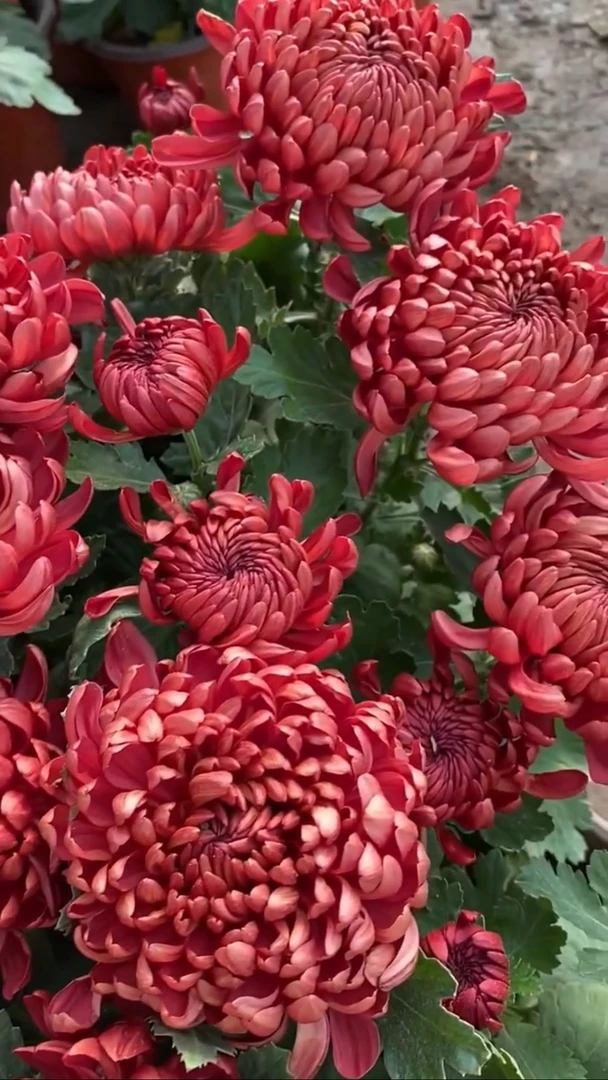 九月菊【红绣球2颗】菊花盆栽 大花富贵菊  好养活