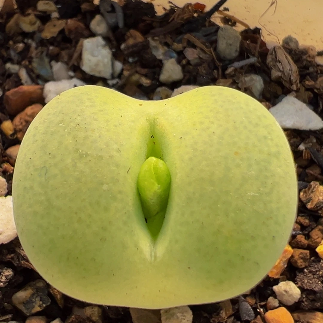 31多肉植物百科翠光