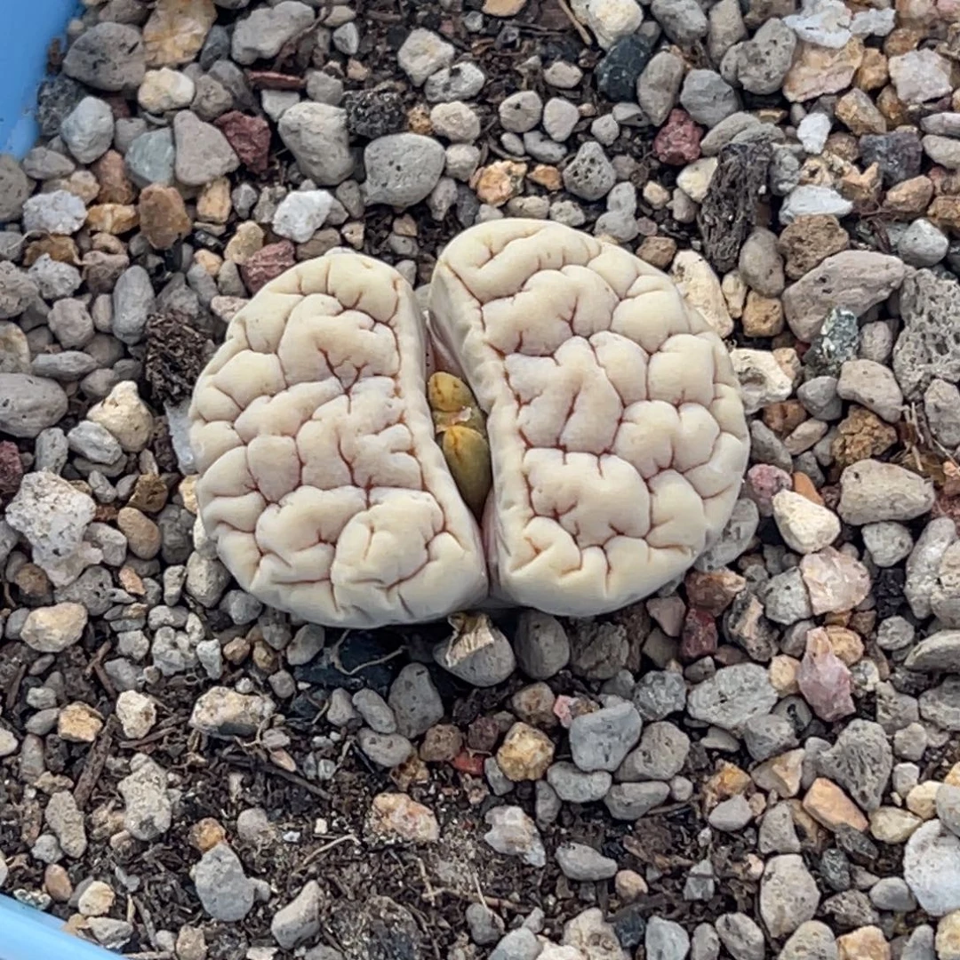 9528凹凸蛙哥189一颗