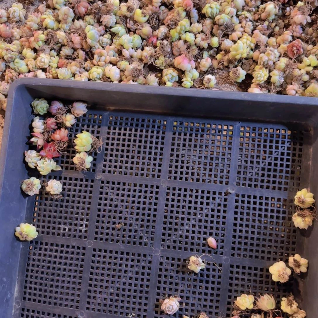 饭盒小苗保底30颗量拍