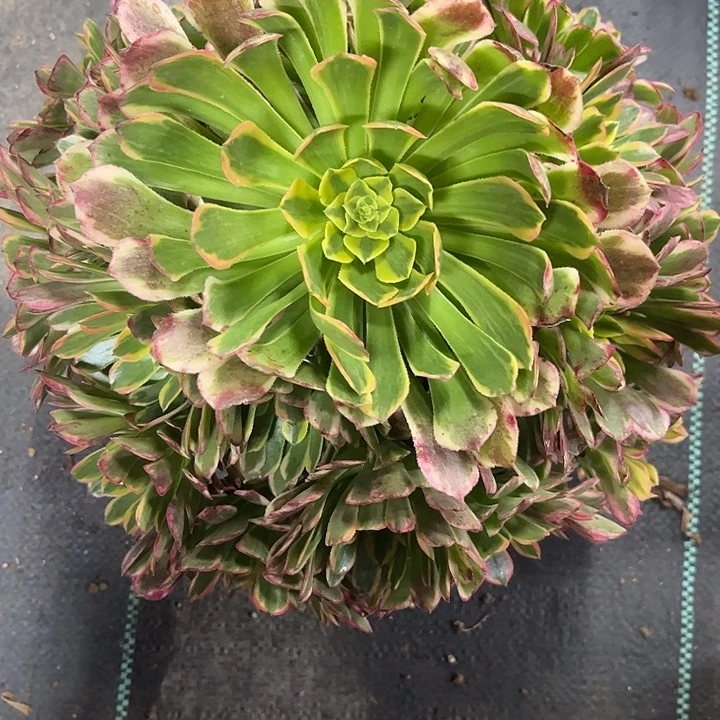 多肉植物朝霞锦…………