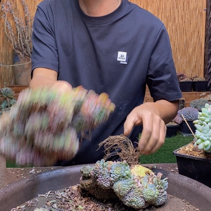 坨***247 号白胖子多肉植物