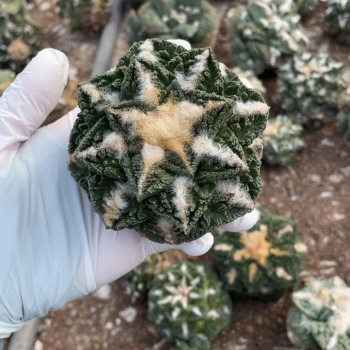 自根辛顿瑕疵特价不退换