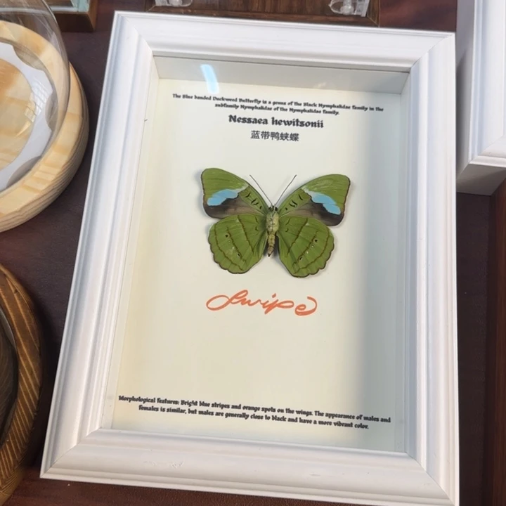 蝴蝶标本蝴蝶标本