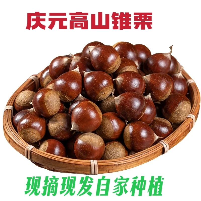 2025年新货庆元高山锥栗新鲜处暑红锥栗产地直发多拍多发粉糯香甜
