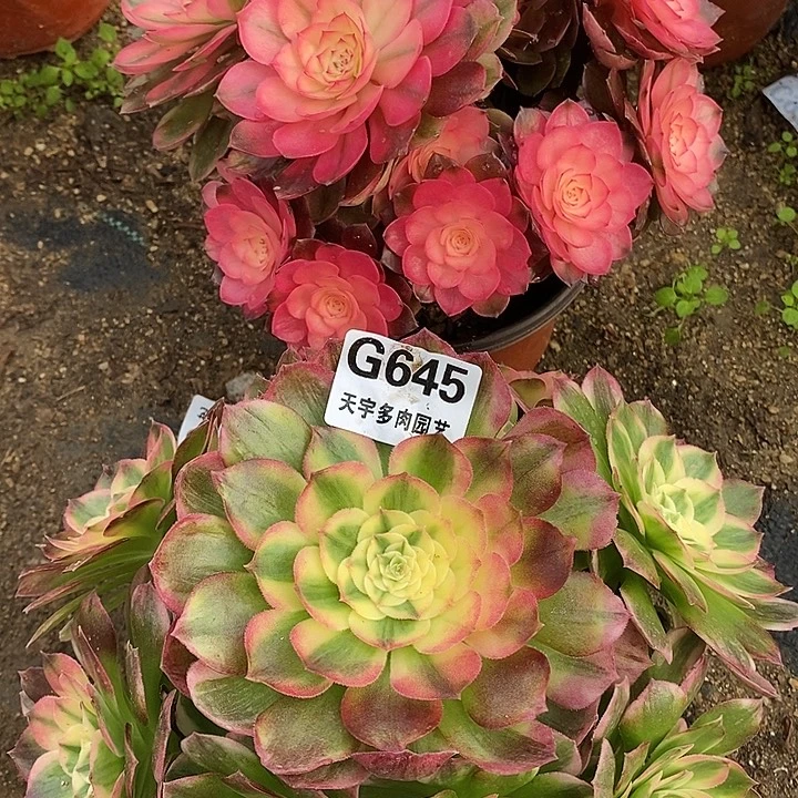 多肉植物套餐645。644