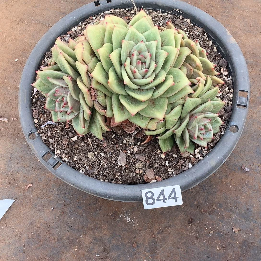 844玫瑰锦 一物一拍多肉