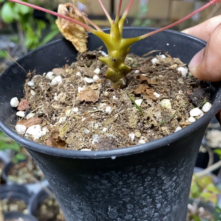 墨西哥角待人图发货植物