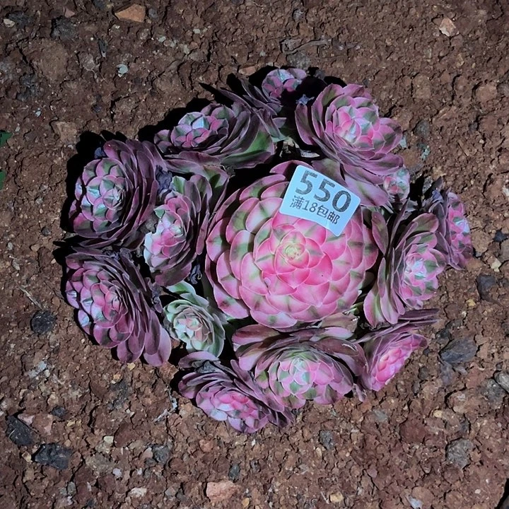 h***y550倾城朵朵福利发货