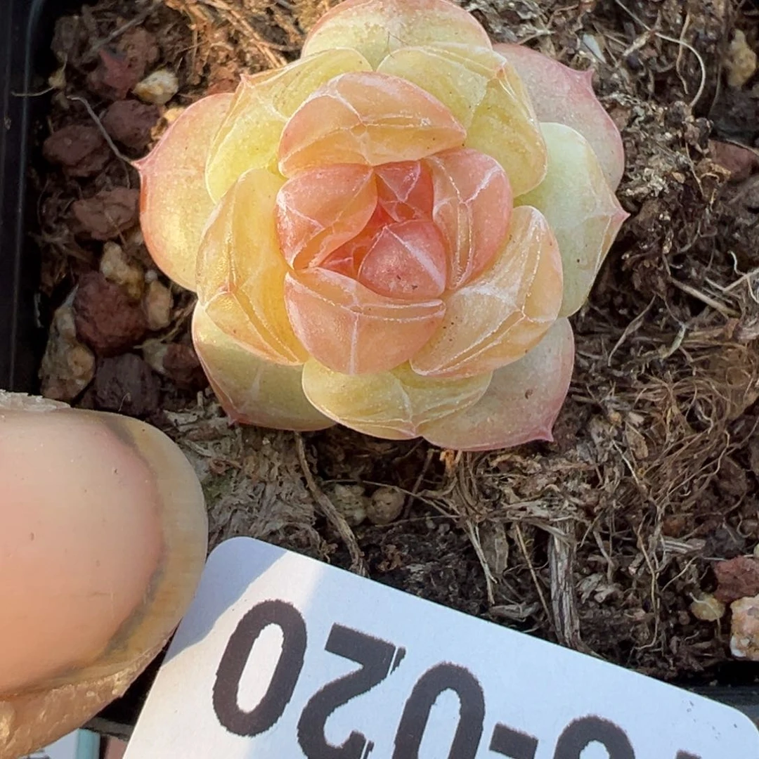 小卡拉米糖心一物一拍18-20