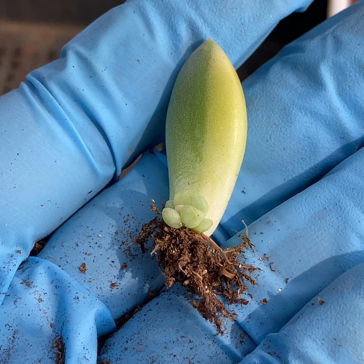 沫奶糖锦多肉植物多肉