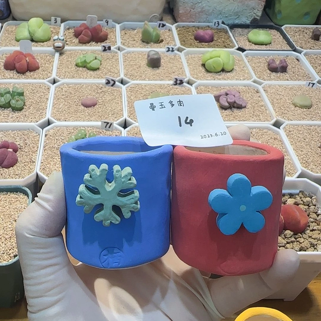 狐***妖多肉多肉多肉6.20-014