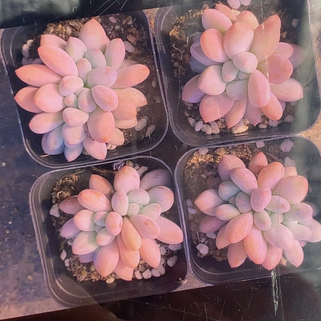 香水群 （满9.99包邮不满9.99发叶子）