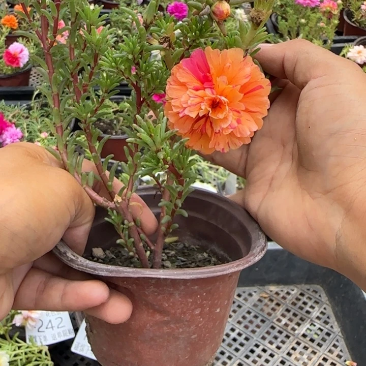 无花朵量拍阳光超小苗盆口10cm