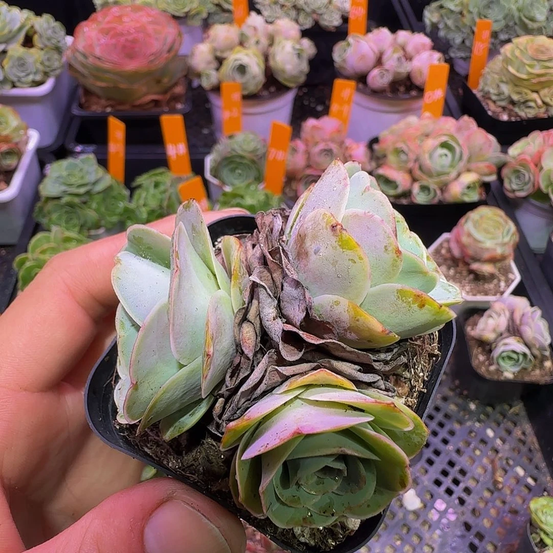 紫柍 非偏远包邮玻璃心慎拍