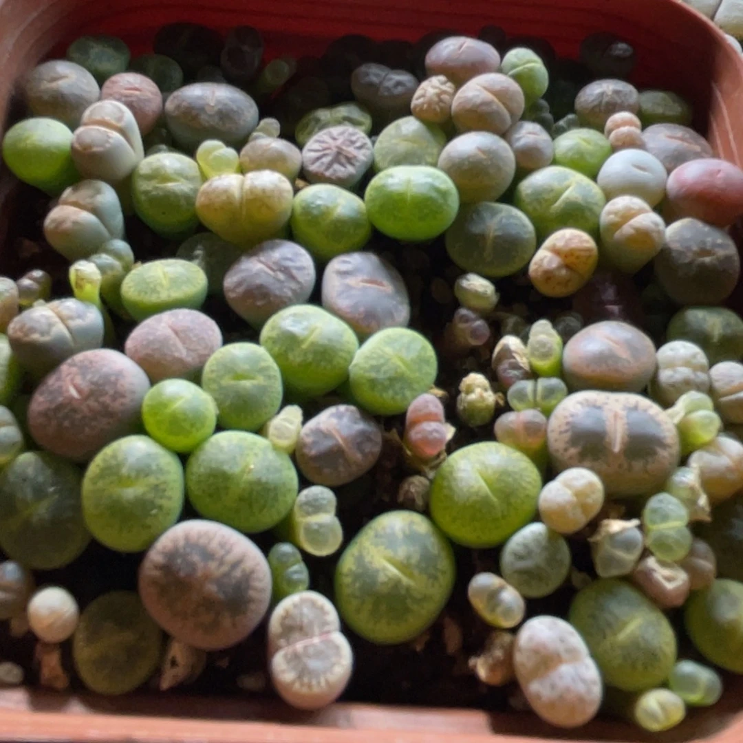 大盆特价一物一拍～33