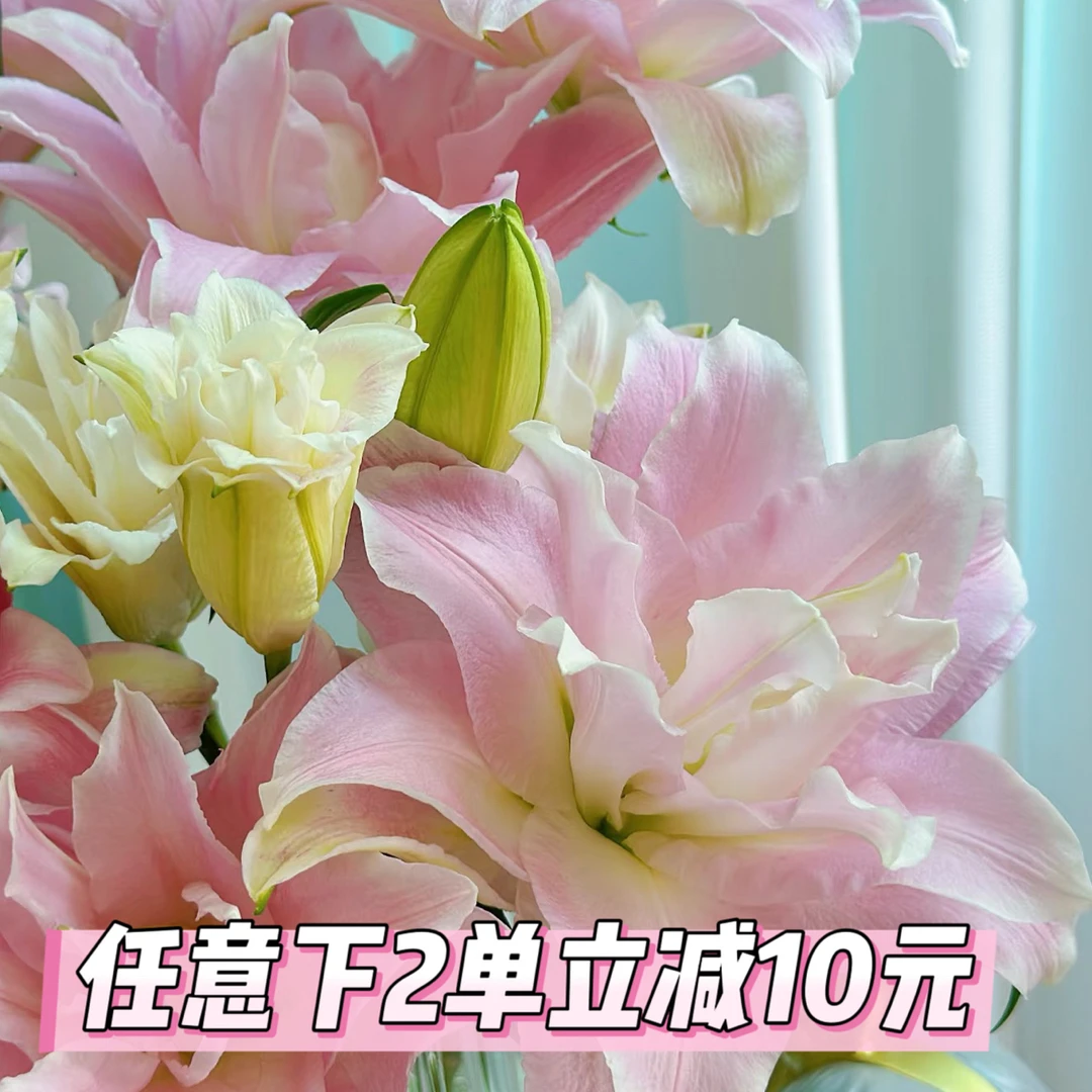 AA拉菲3-4香水百合基地直发顺丰包邮！