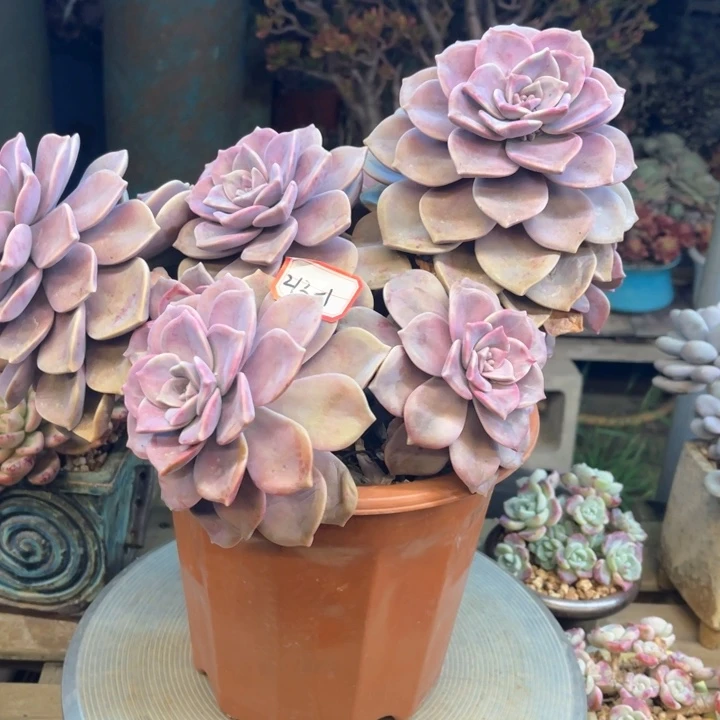 H***_多肉植物紫乐213-1