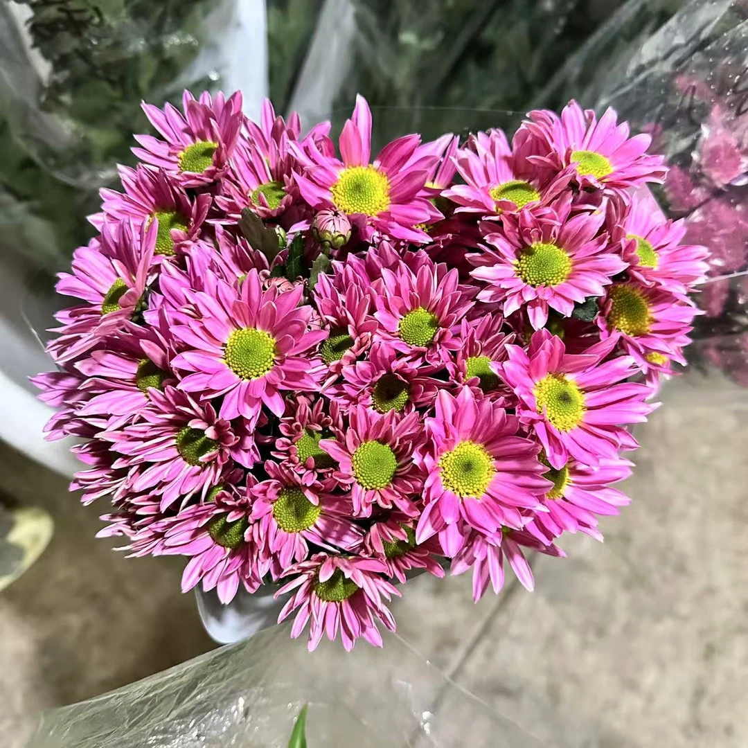 10枝薰衣草小雏菊 超长待机 【两单京东或顺丰包邮】云南鲜花直发